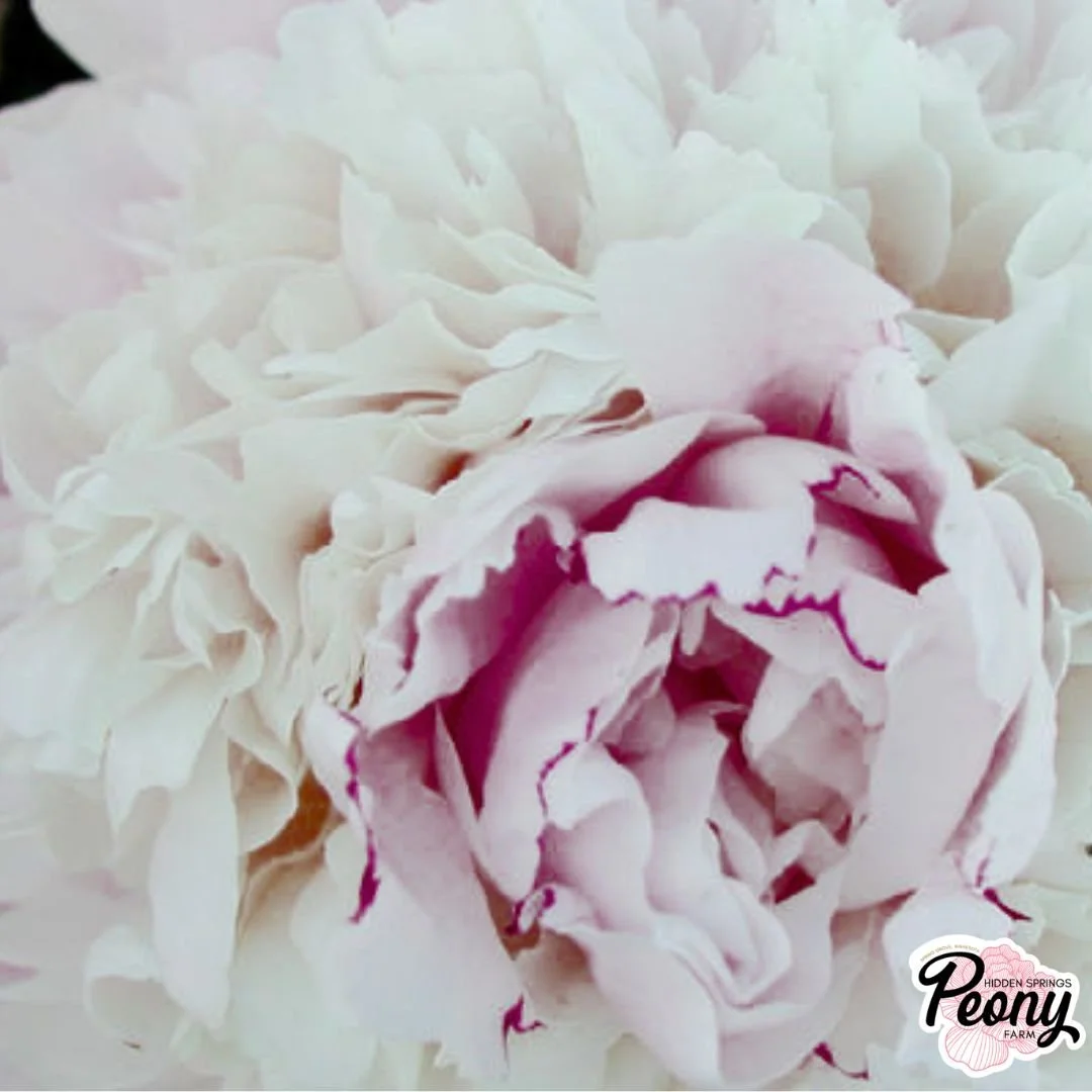 Chestine Gowdy Peony — Hidden Springs Peony Farm